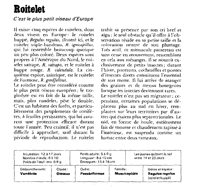 Prévisualisation du document Roitelet:C'est le plus petit oiseau d'Europe.