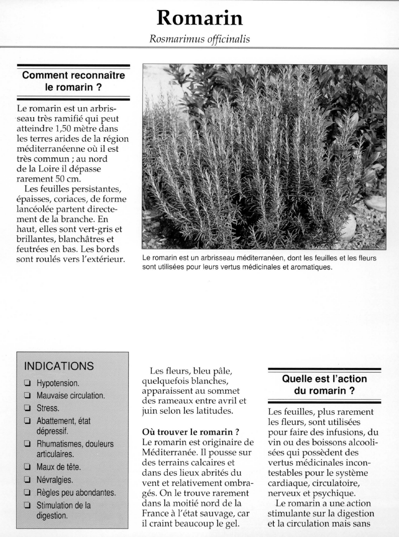 Prévisualisation du document Romarin.