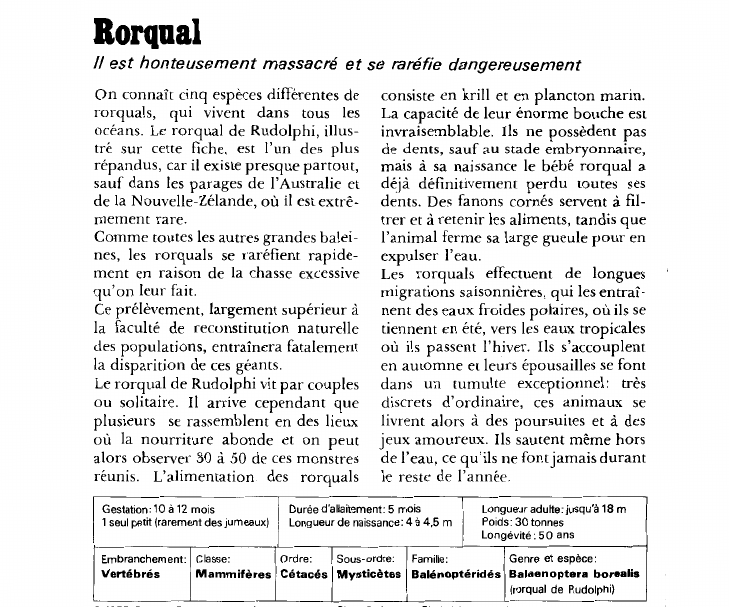 Prévisualisation du document Rorqual:Il est honteusement massacré et se raréfie dangereusement.