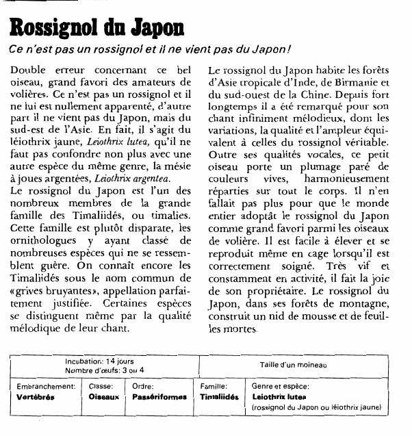 Prévisualisation du document Rossignol du JaponCe n'est pas un rossignol et il ne vient pas du Japon!
