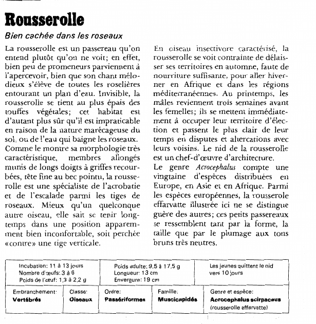 Prévisualisation du document Rousserolle:Bien cachée dans les roseaux.