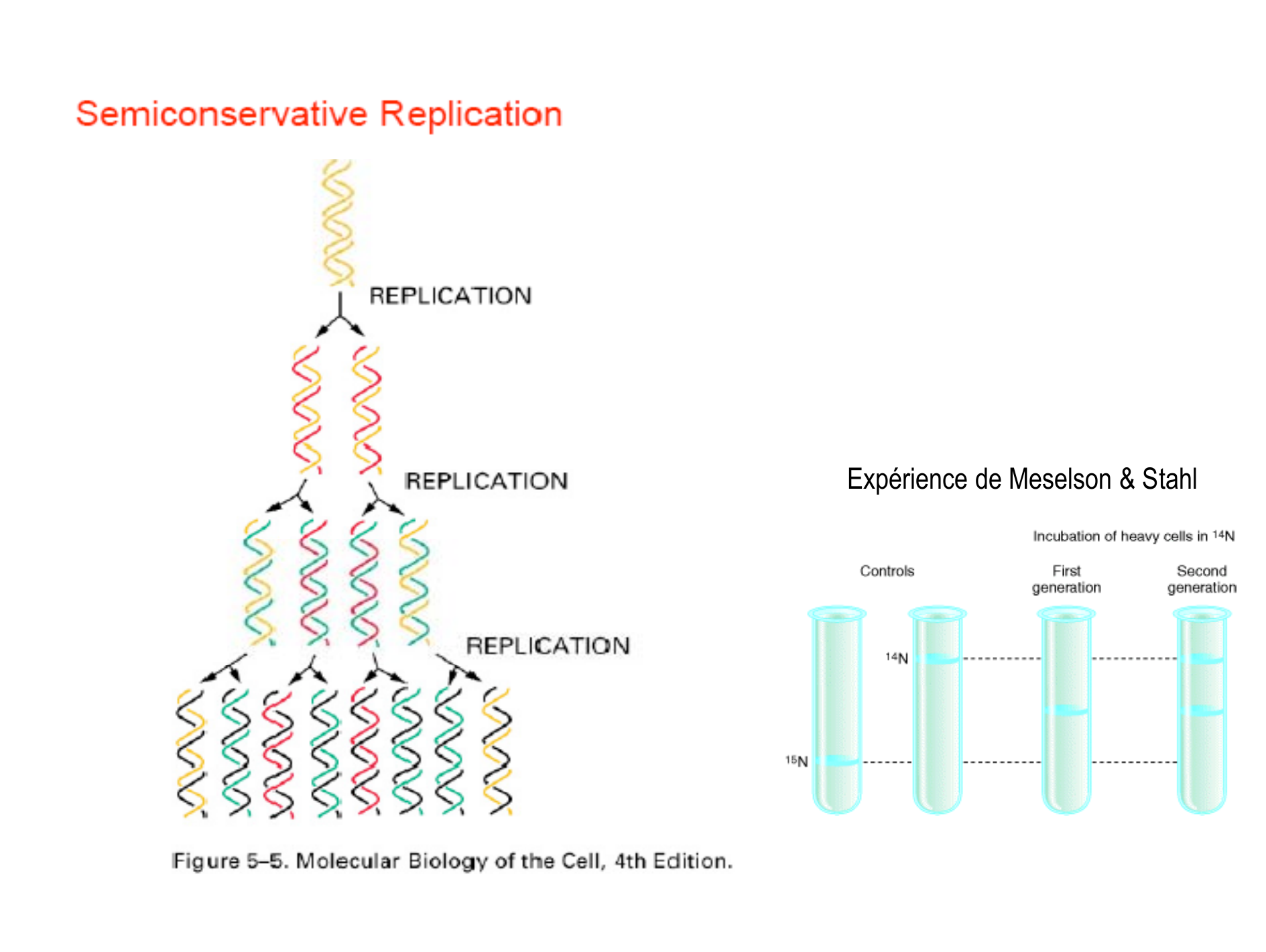Prévisualisation du document S3 - Génétique formelle et moléculaire
Génétique
II - Réplication de l'ADN
Réplication
o