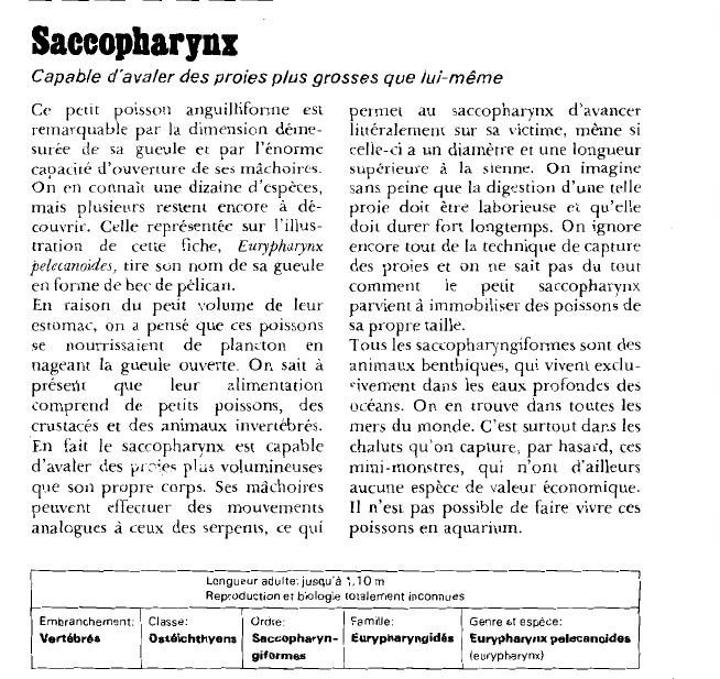 Prévisualisation du document Saccopharynx:Capable d'avaler des proies plus grosses que lui-même.