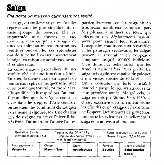 Prévisualisation du document Saïga:Elle porte un museau curieusement renflé.