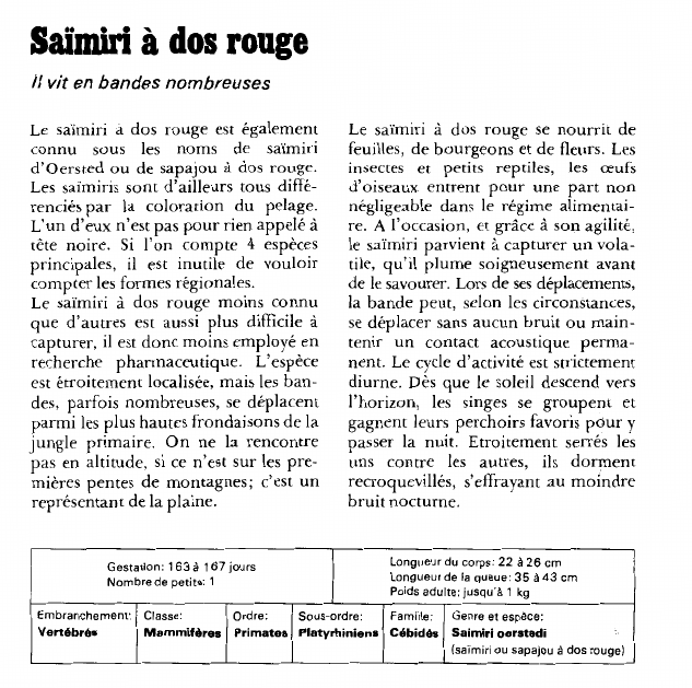 Prévisualisation du document Saimiri à dos rouge:il vit en bandes nombreuses.