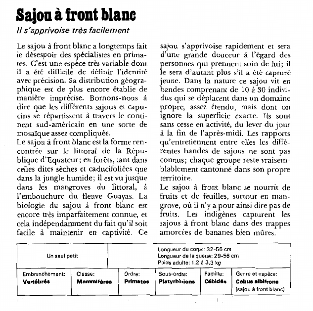 Prévisualisation du document Sajou à front blanc:Il s'apprivoise très facilement.