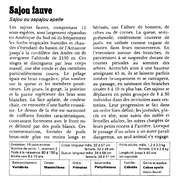 Prévisualisation du document Sajou fauve:Sajou ou sapajou apelle.