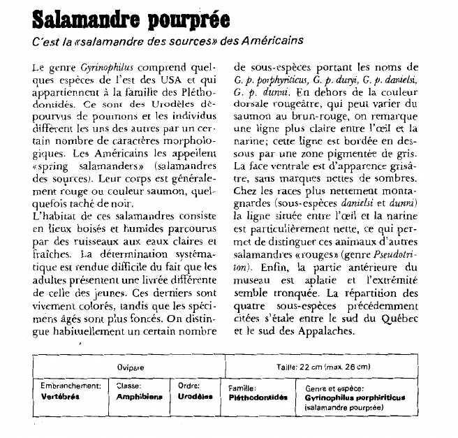 Prévisualisation du document Salamandre pourprée:C'est la «salamandre des sources» des Américains.