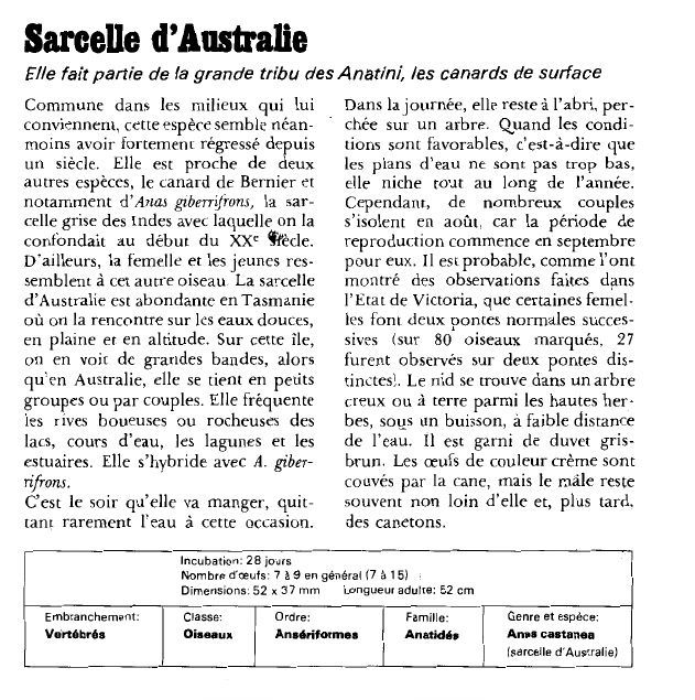Prévisualisation du document Sarcelle d'Australie:Elle fait partie de la grande tribu des Anatini, les canards de surface.