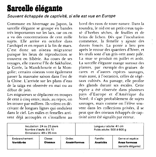 Prévisualisation du document Sarcelle élégante:Souvent échappée de captivité, si elle est vue en Europe.