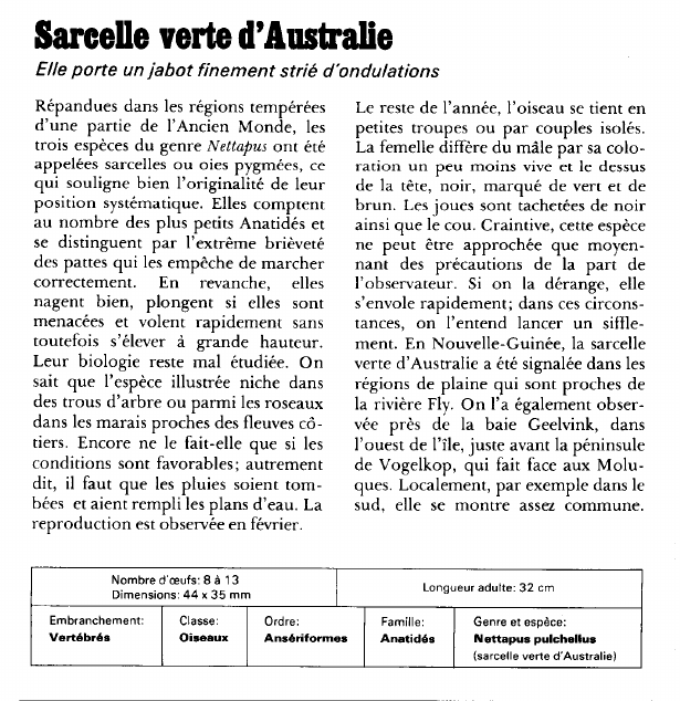 Prévisualisation du document Sarcelle verte d'Australie:Elle porte un jabot finement strié d'ondulations.