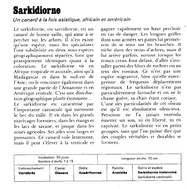 Prévisualisation du document Sarkidiorne:Un canard à la fois asiatique, africain et américain.