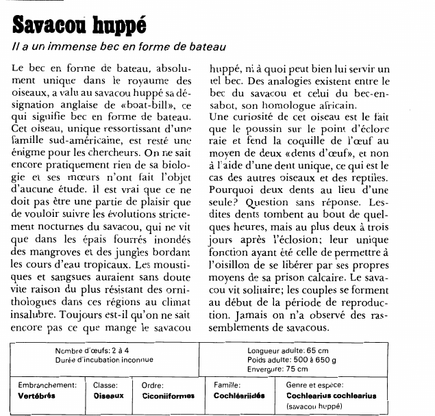 Prévisualisation du document Savacou huppé:Il a un immense bec en forme de bateau.