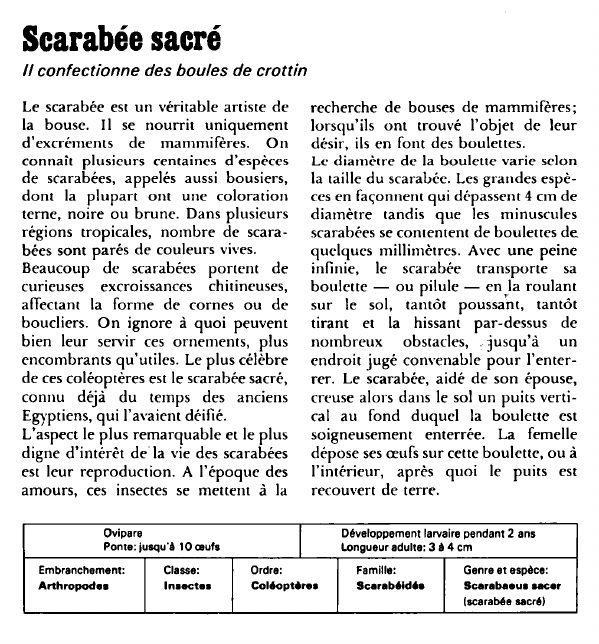 Prévisualisation du document Scarabée sacré:Il confectionne des boules de crottin.