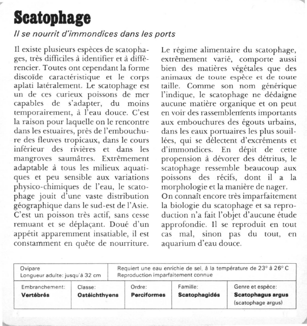Prévisualisation du document Scatophage:lise nourrit d'immondices dans les ports.