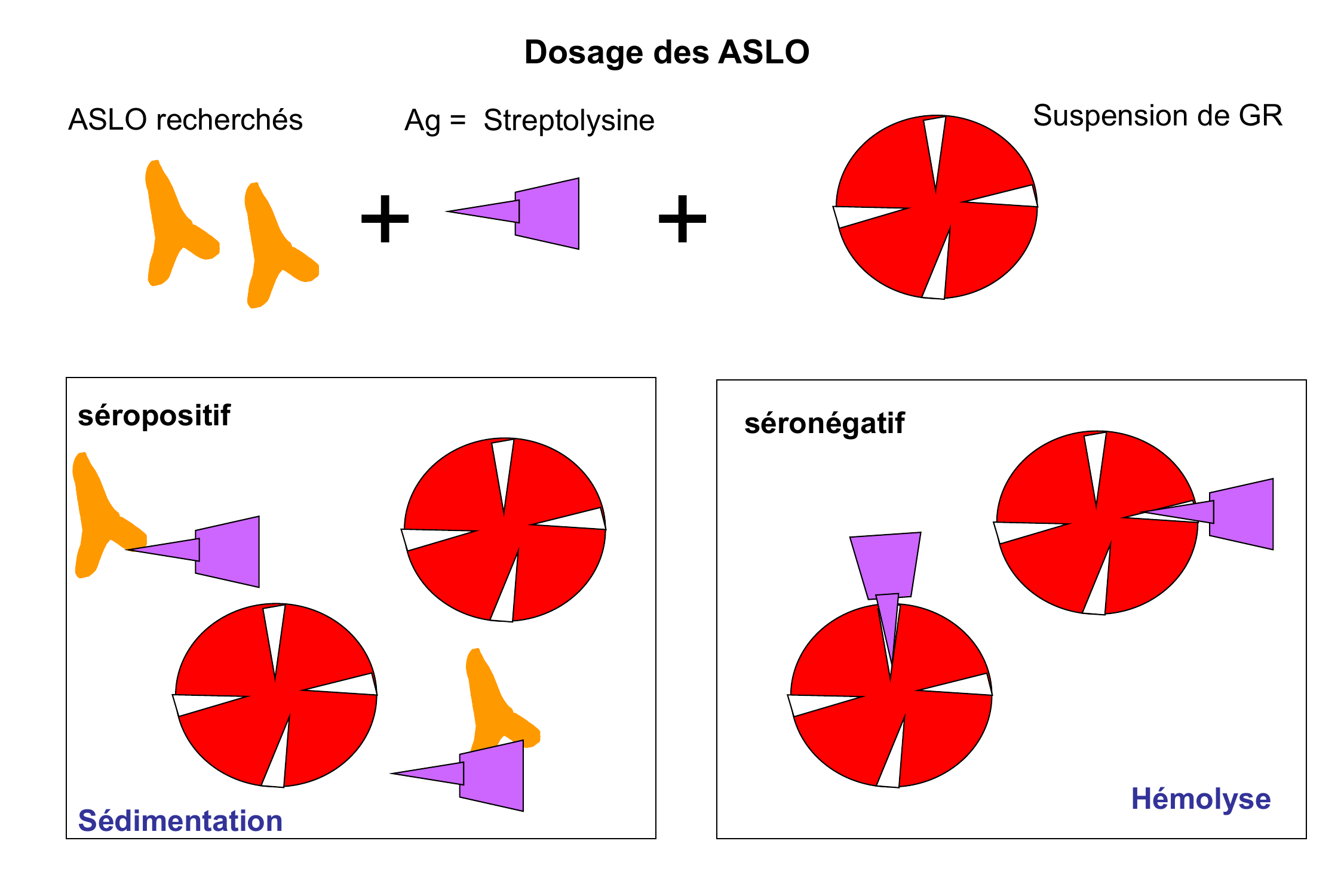 Prévisualisation du document Séroneutralisation des enzymes bactériennes
Recherche des Acs anti-enzymes streptococciques
Streptocoque du groupe