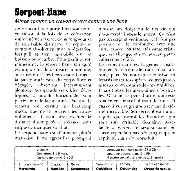Prévisualisation du document Serpent- liane:Mince comme un crayon et vert comme une liane.