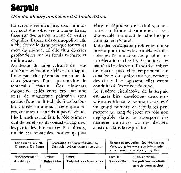 Prévisualisation du document Serpule:Une des «fleurs animales» des fonds marins.
