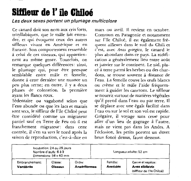 Prévisualisation du document Siffleur de l' île Chiloé:Les deux sexes portent un plumage multicolore.