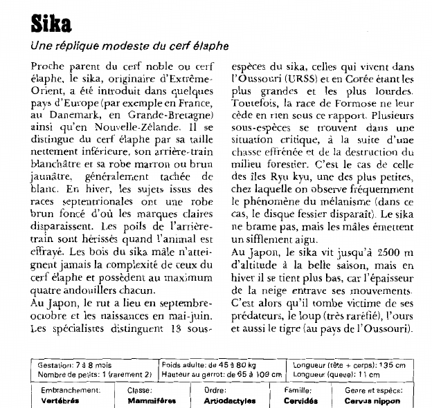 Prévisualisation du document Sika:Une réplique modeste du cerf élaphe.