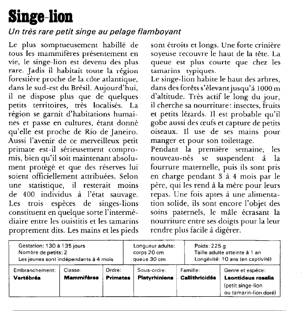Prévisualisation du document Singe-lion:Un très rare petit singe au pelage flamboyant.