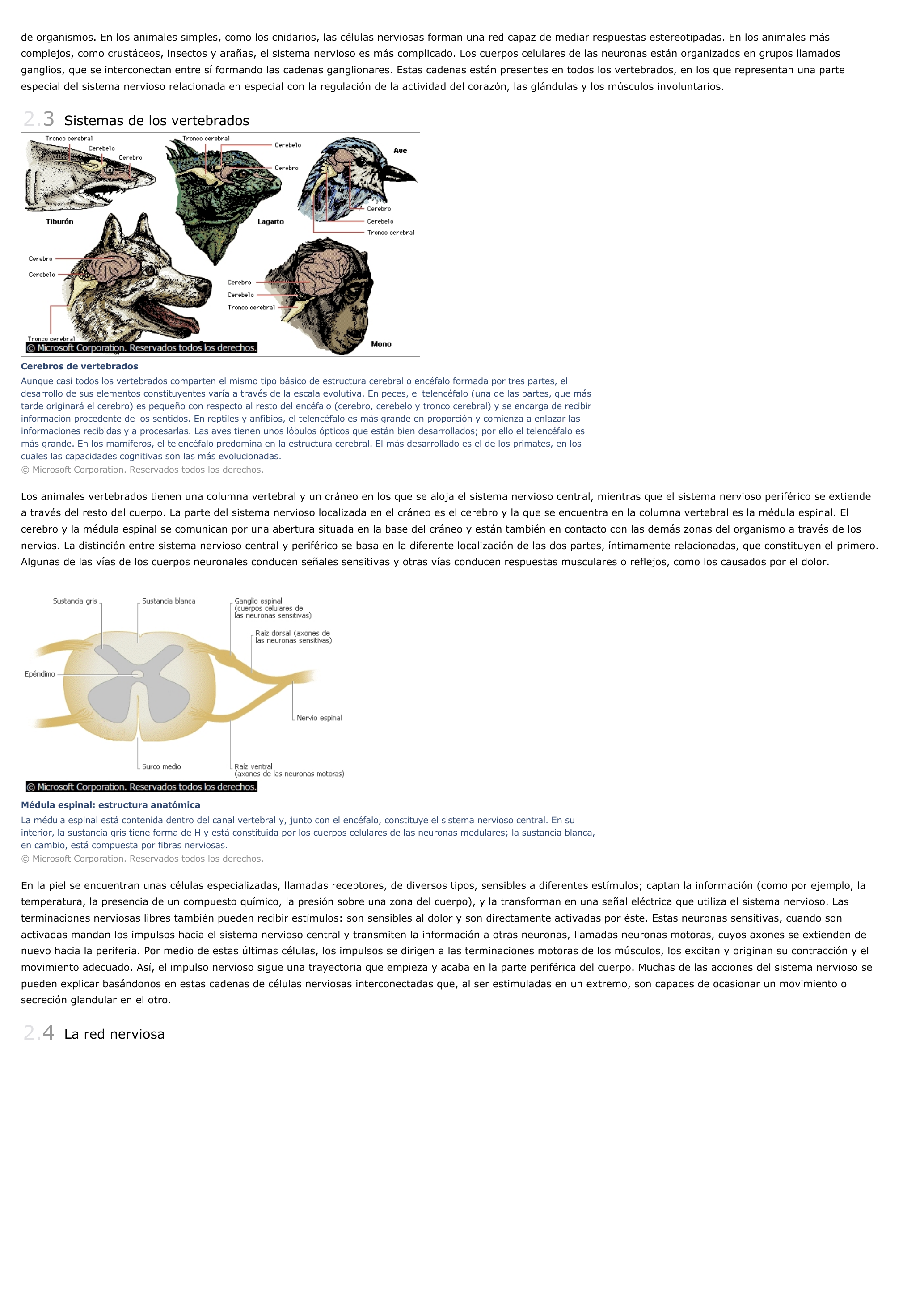 Prévisualisation du document Sistema nervioso - ciencias de la naturaleza.