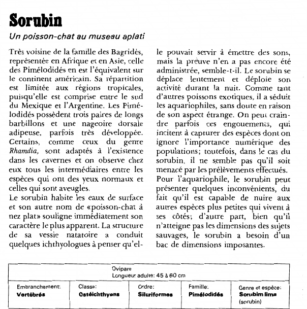 Prévisualisation du document Sorubin:Un poisson-chat au museau aplati.