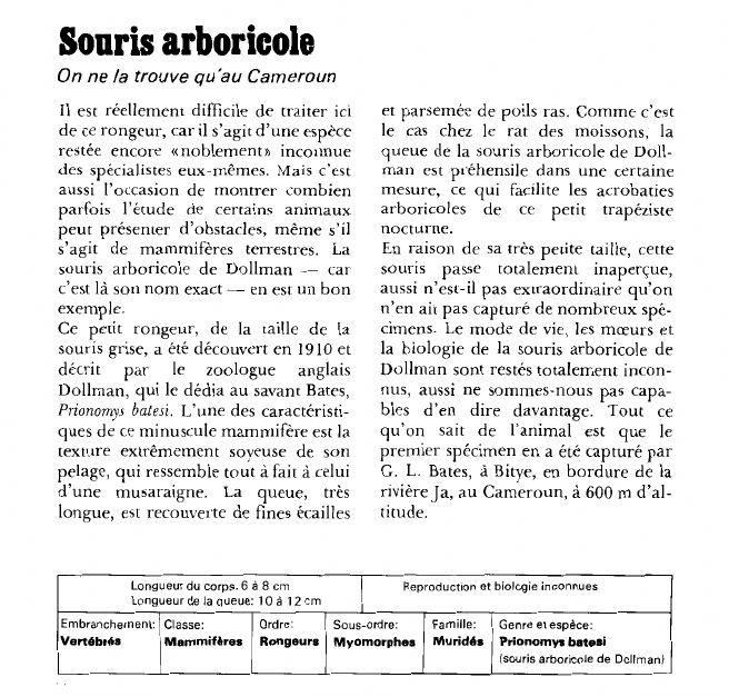 Prévisualisation du document Souris arboricole:On ne la trouve qu'au Cameroun.