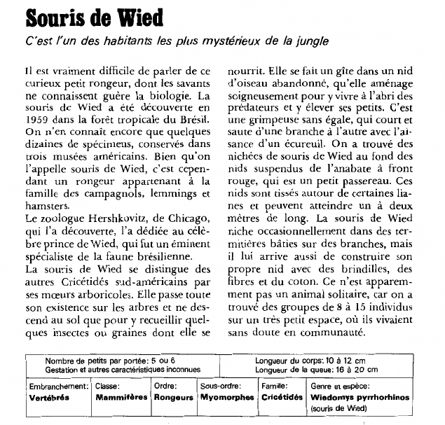 Prévisualisation du document Souris de Wied:C'est l'un des habitants les plus mystérieux de la jungle.