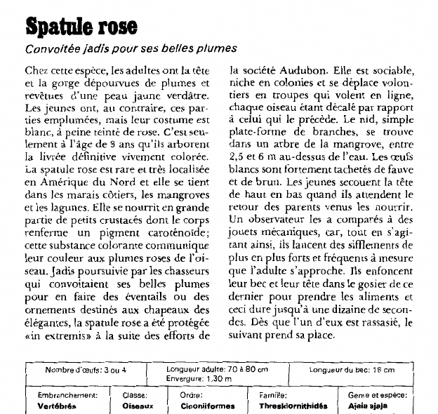 Prévisualisation du document Spatule rose:Convoitée jadis pour ses belles plumes.