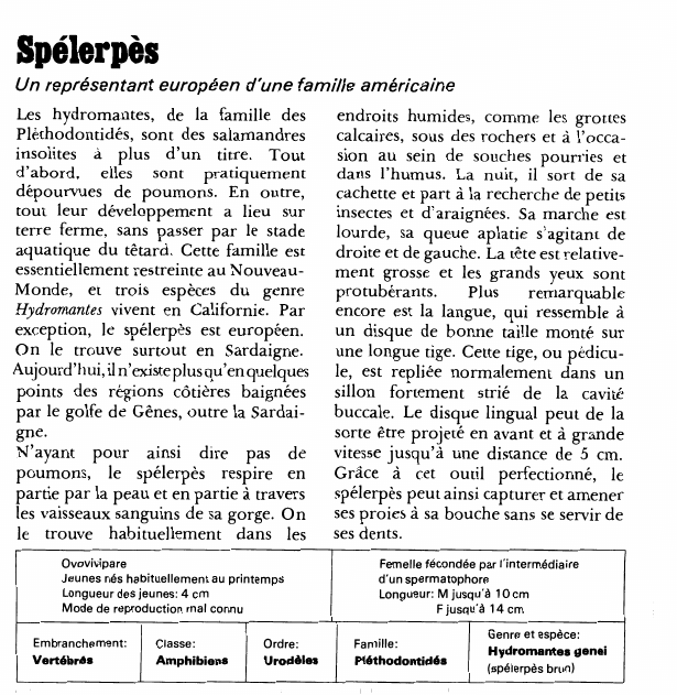 Prévisualisation du document Spélerpès:Un représentant européen d'une famille américaine.