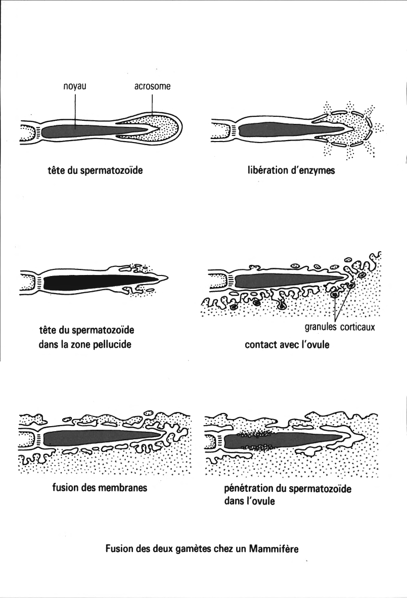 Prévisualisation du document Spermatogénèse et Ovogénèse