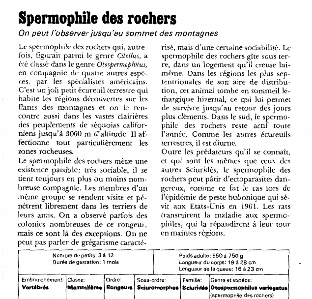 Prévisualisation du document Spermophile des rochers:On peut l'observer jusqu'au sommet des montagnes.