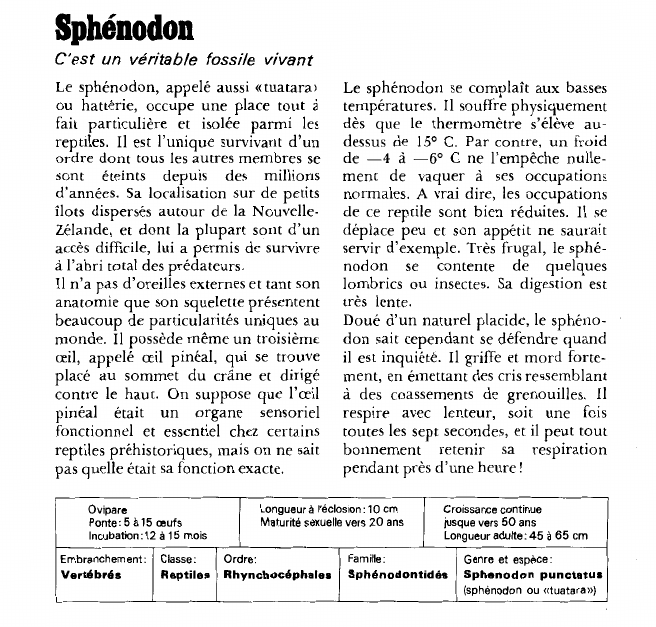 Prévisualisation du document Sphénodon:C'est un véritable fossile vivant.