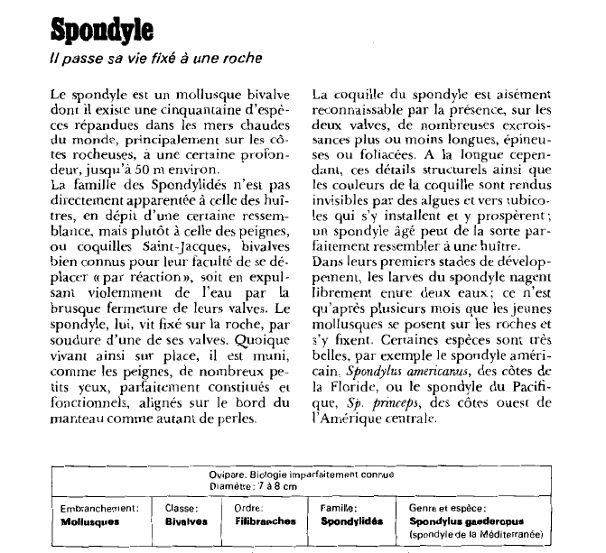 Prévisualisation du document SpondyleIl passe sa vie fixé à une roche.