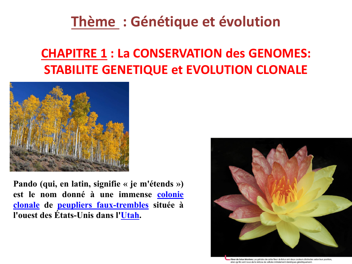 Prévisualisation du document Thème : Génétique et évolution CHAPITRE 1 : La CONSERVATION des GENOMES: STABILITE GENETIQUE et EVOLUTION CLONALE