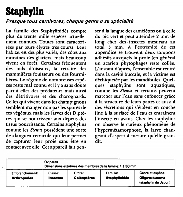 Prévisualisation du document Staphylin:Presque tous carnivores, chaque genre a sa spécialité.