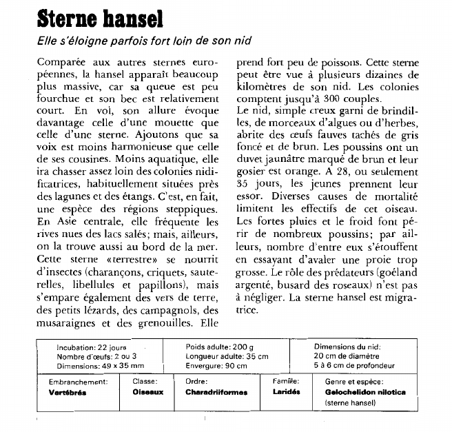 Prévisualisation du document Sterne hansel:Elle s'éloigne parfois fort loin de son nid.