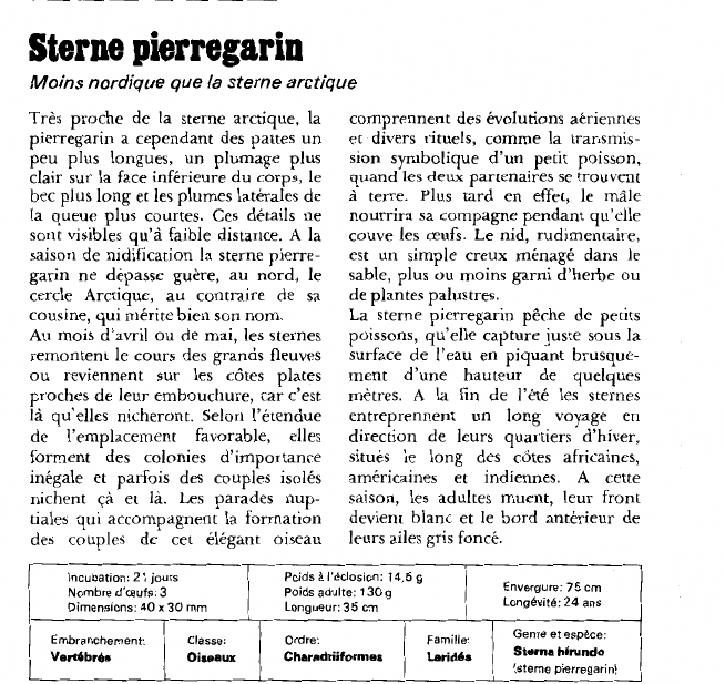Prévisualisation du document Sterne pierregarin:Moins nordique que la sterne arctique.