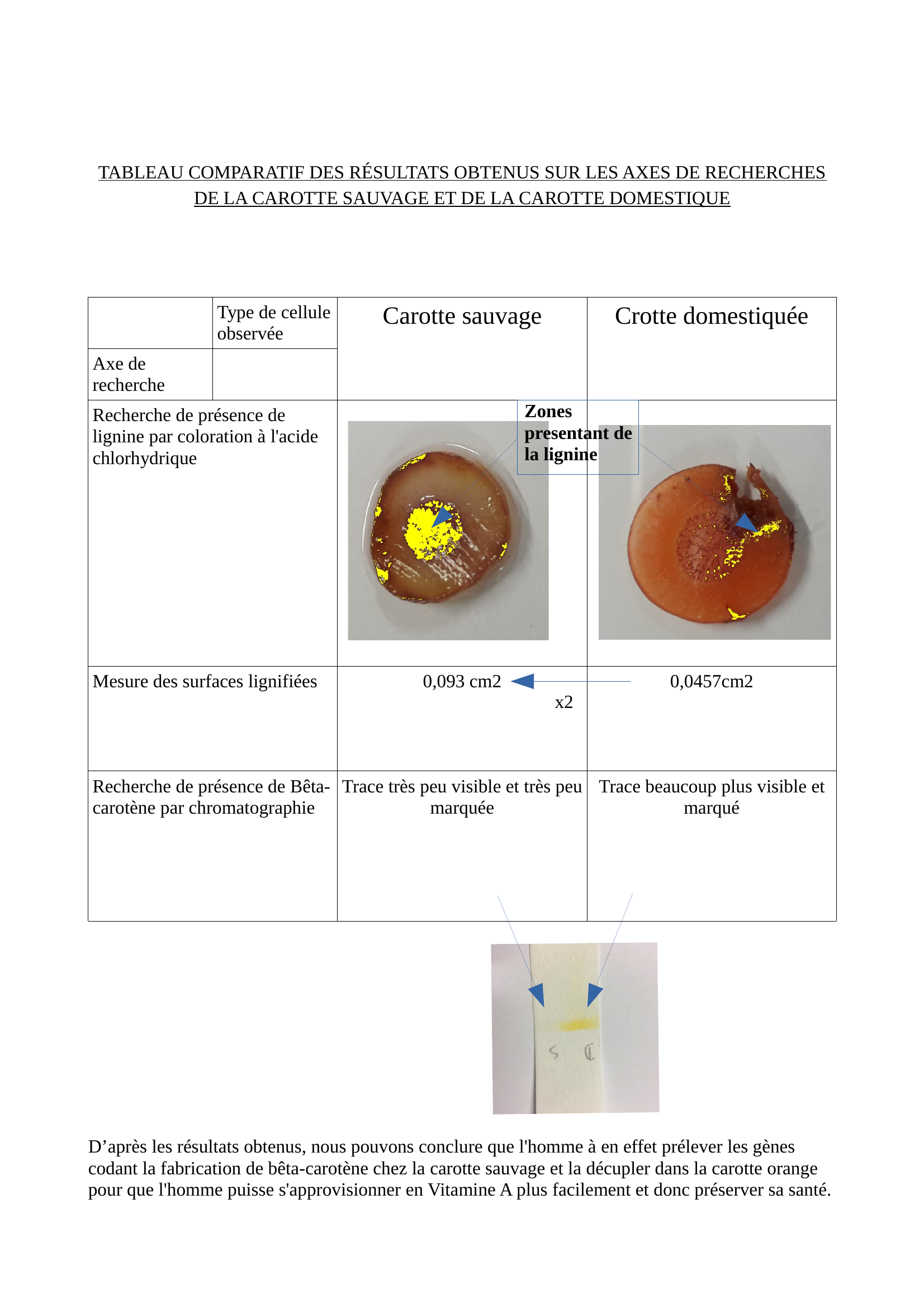 Prévisualisation du document SVT carotte