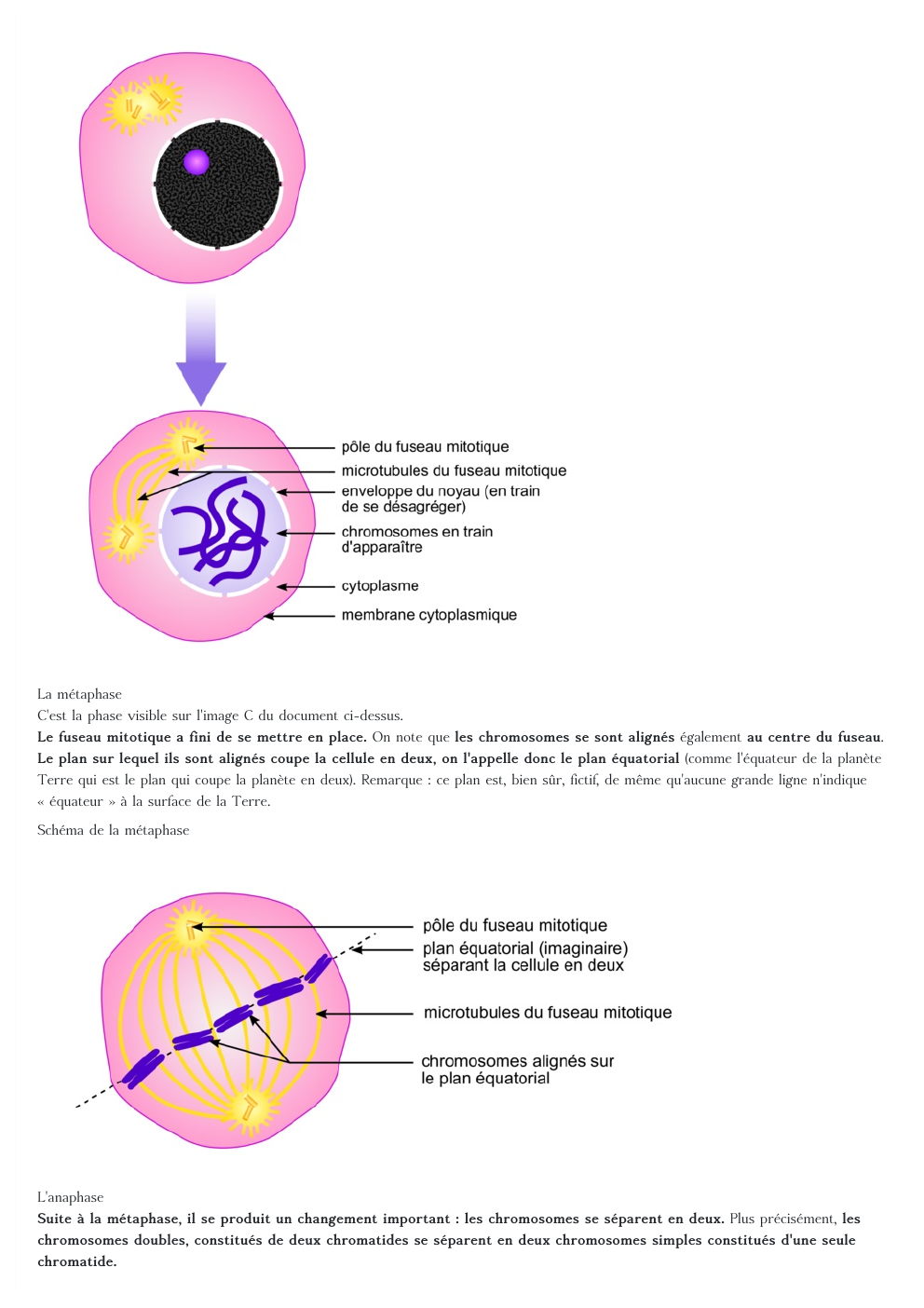 Prévisualisation du document SVT: La métaphase