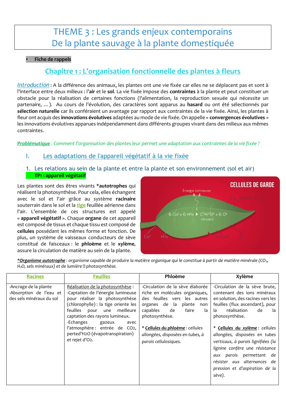 Prévisualisation du document svt, organisation fonctionnelle des plantes