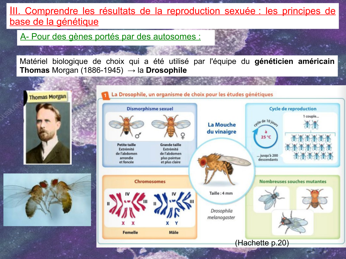 Prévisualisation du document Comprendre les résultats de la reproduction sexuée : les principes de base de la génétique