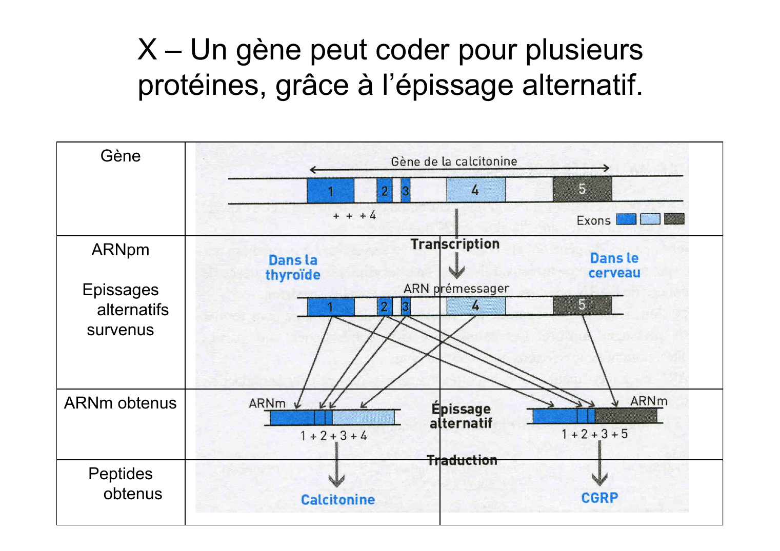 Prévisualisation du document SVT – Un gène peut coder pour plusieurs   protéines, grâce à l’épissage alternatif.