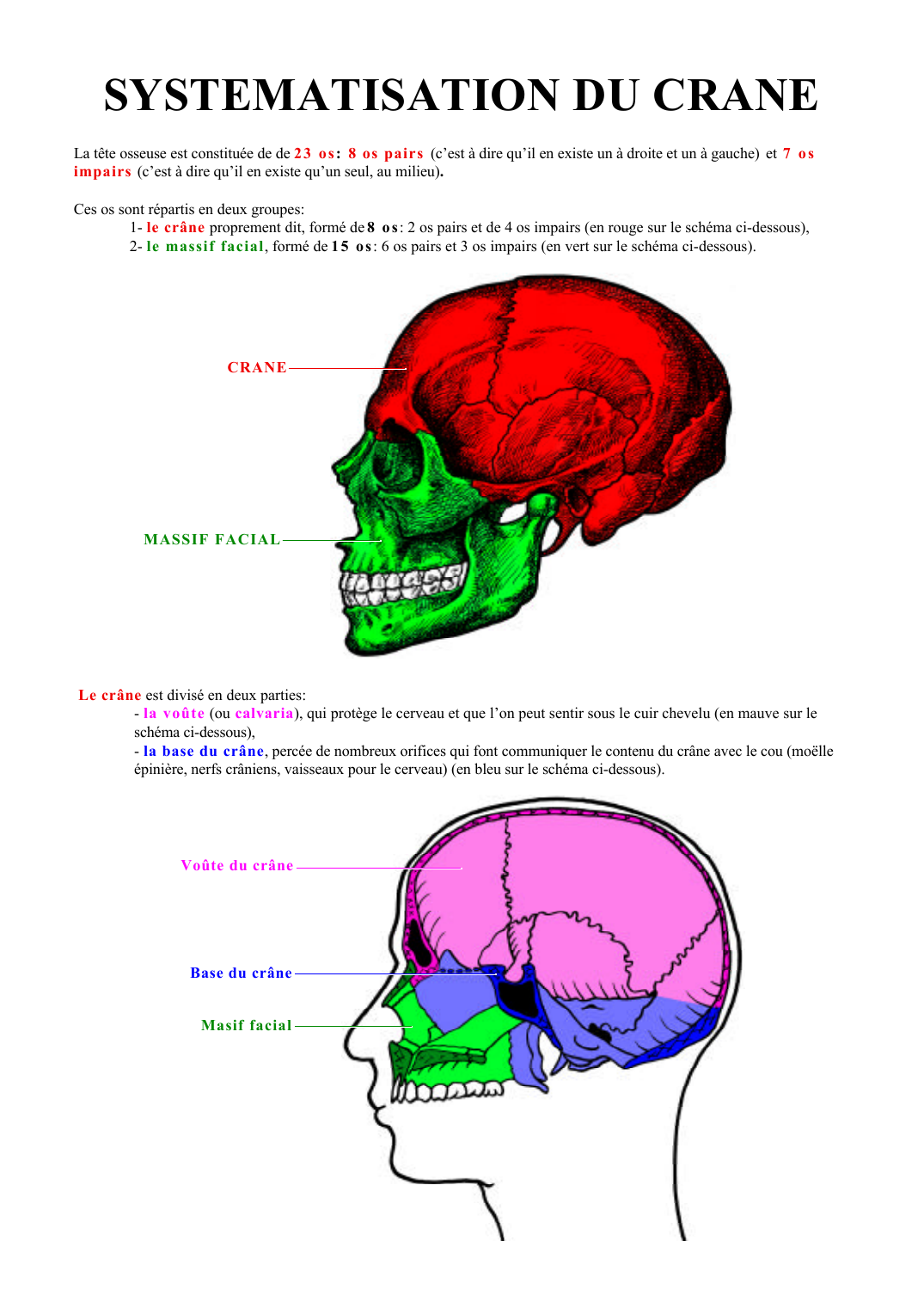 Prévisualisation du document SYSTEMATISATION DU CRANELa tête osseuse est constituée de de 2 3 o s : 8 os pairs (c'est à dire qu'il en existe un à droite et un à gauche) et 7 o simpairs (c'est à dire qu'il en existe qu'un seul, au milieu).