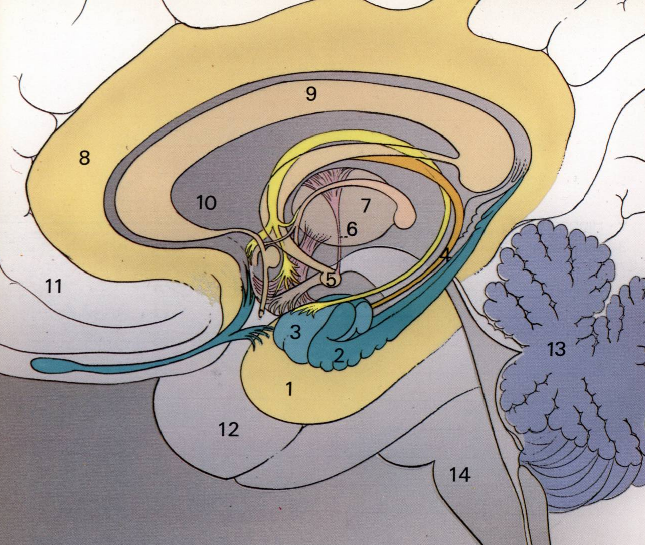 Prévisualisation du document SYSTÈME ET FONCTIONS LIMBIQUES ET PROJECTIONS AXIO-CORTICALES
