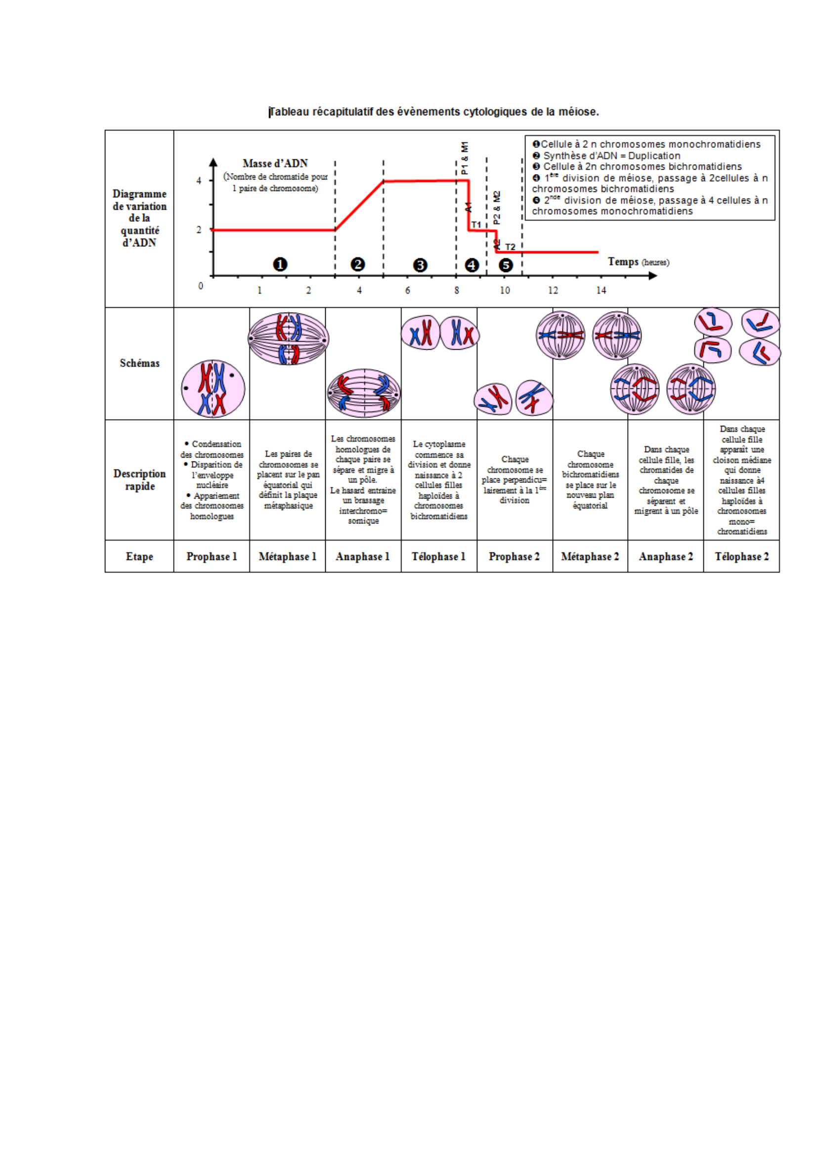 Prévisualisation du document tableaux récapitulatif des principaux évènement cytologiques de la méiose