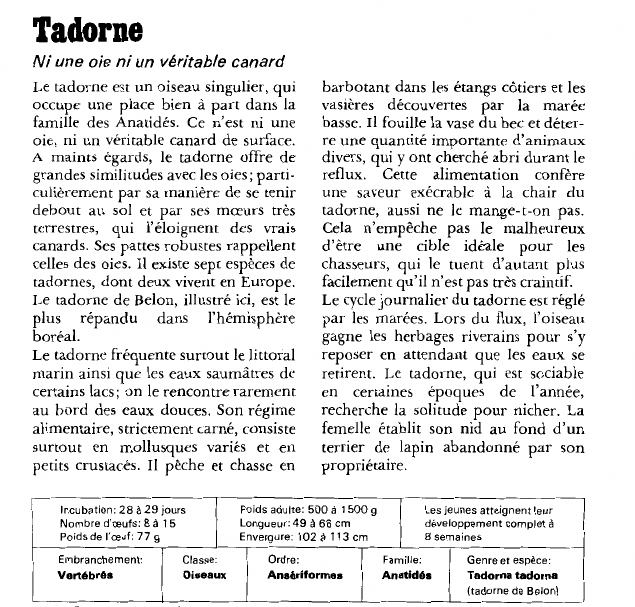 Prévisualisation du document Tadorne:Ni une oie ni un véritable canard.