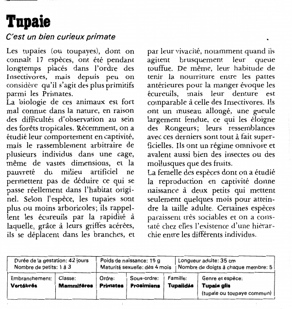 Prévisualisation du document TamaleC'est un bien curieux primateLes tupaies (ou toupayes), dont on connaît 17 espèces, ont été pendant longtemps placés dans l'ordre des Insectivores, mais depuis peu on considère qu'il s'agit des plus primitifs parmi les Primates.