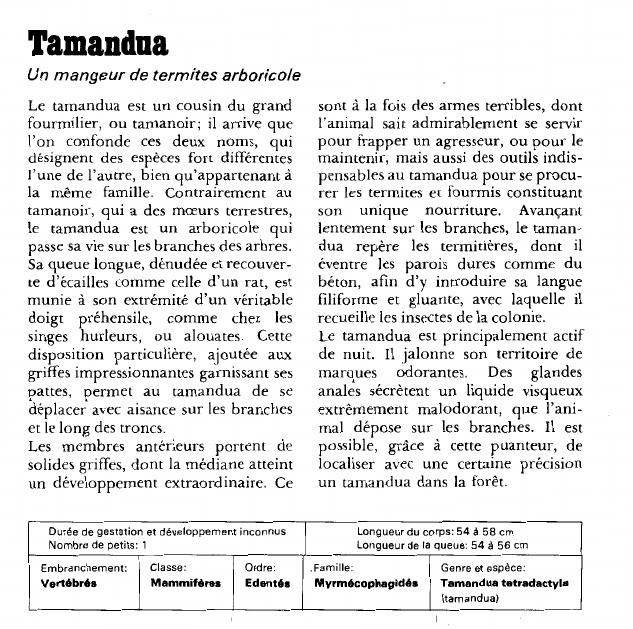 Prévisualisation du document Tamandua:Un mangeur de termites arboricole.